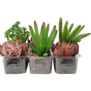 Maceta cuadrada transparente plantas artificiales con Cactus y suculentas 26 x14 - Imagen 1